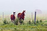 Two Horses_14495